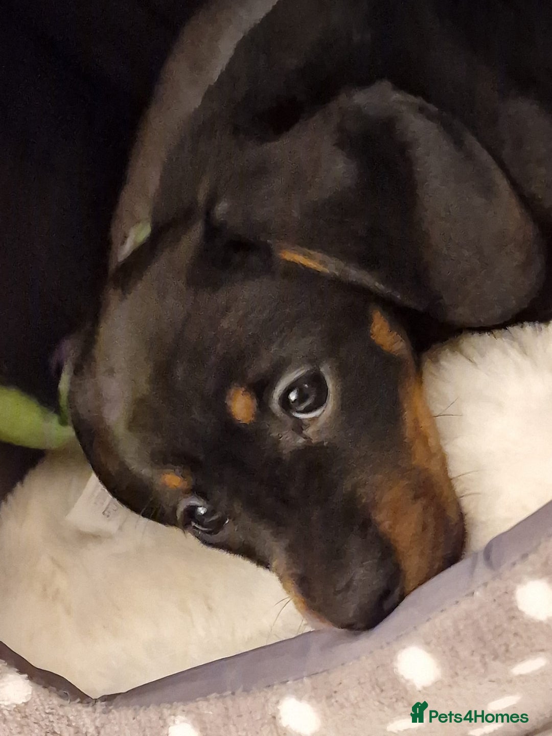 Dachshund dogs for sale: Female Mini Dachshund Puppy (Smooth, Short hair) - Advert 3