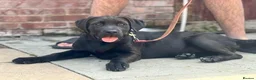 Cane Corso dogs for sale: 1 male 1 female cane  in Romford - Advert 24