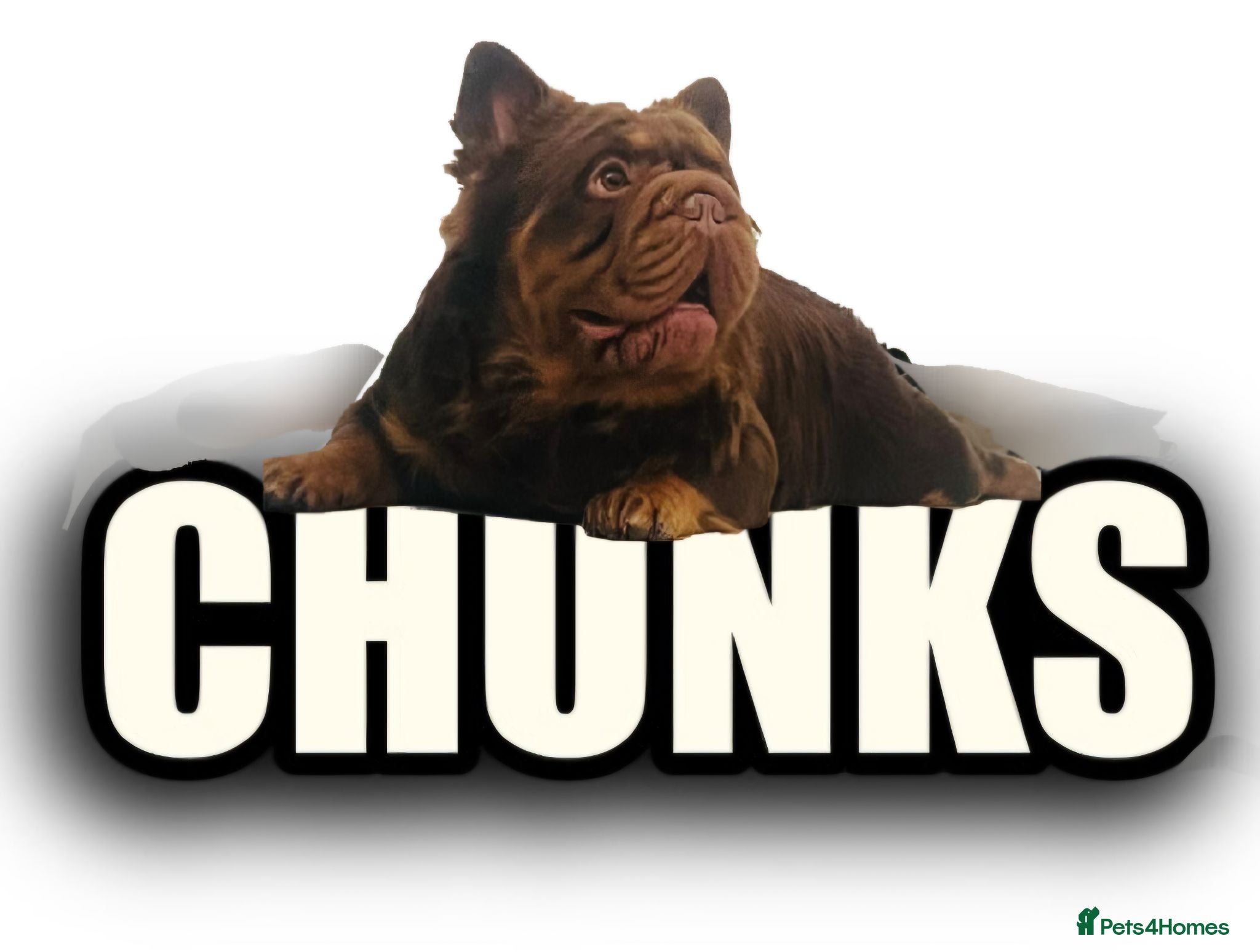 French Bulldog dogs Fluffy Rojo & Cherry Tan Big** STUD From £500 - Advert 1