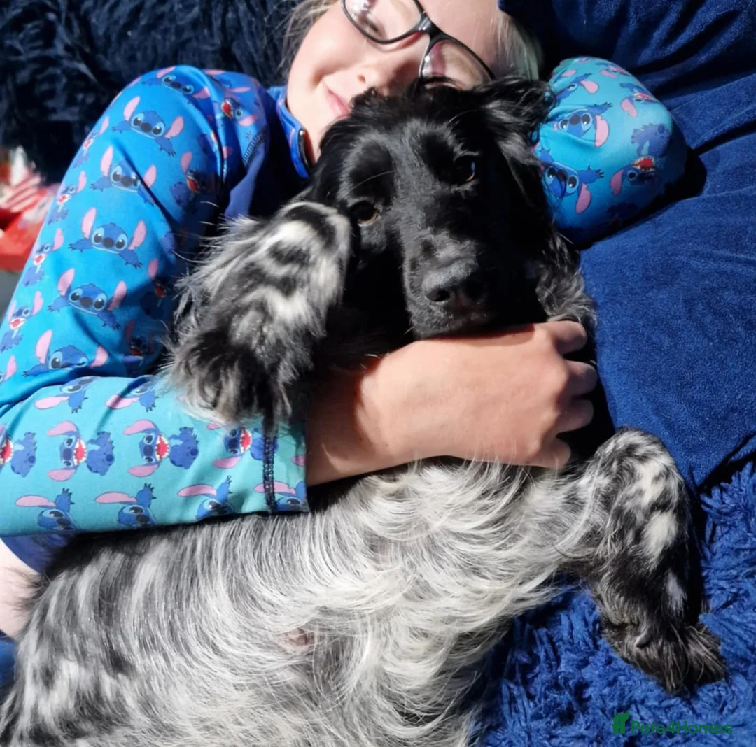 Mixed Breed dogs for sale: Fab Little Schnockers (mini schnauzer x cocker) - Advert 6