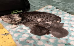 British Shorthair cats for sale: GORGEOUS BSH KITTENS in Oldham - Image 16
