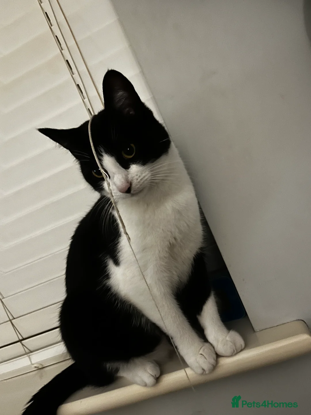 Mixed Breed cats for sale: Re-homing Mr Leo - Advert 3