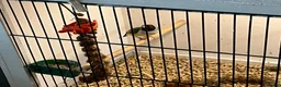 Finches birds for sale: Female Gouldian 10 moths old beautiful bird - Advert 3