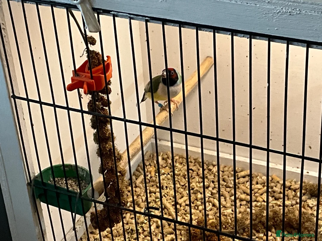 Finches birds for sale: Female Gouldian 10 moths old beautiful bird - Advert 3
