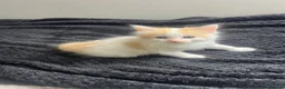 Mixed Breed cats for sale: Mixed breed kittens for sale - Advert 3