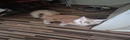 Maine Coon cats for sale: Gccf Pedigree Maine Coon kittens in Yeovil - Advert 2