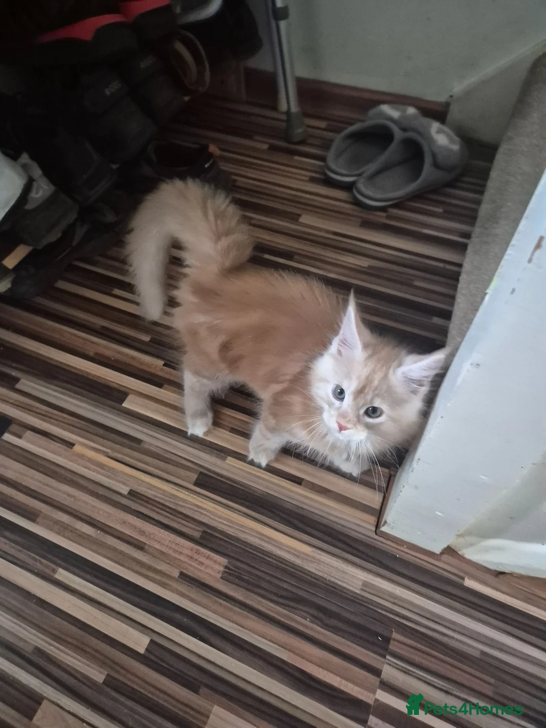 Maine Coon cats for sale: Gccf Pedigree Maine Coon kittens in Yeovil - Advert 2