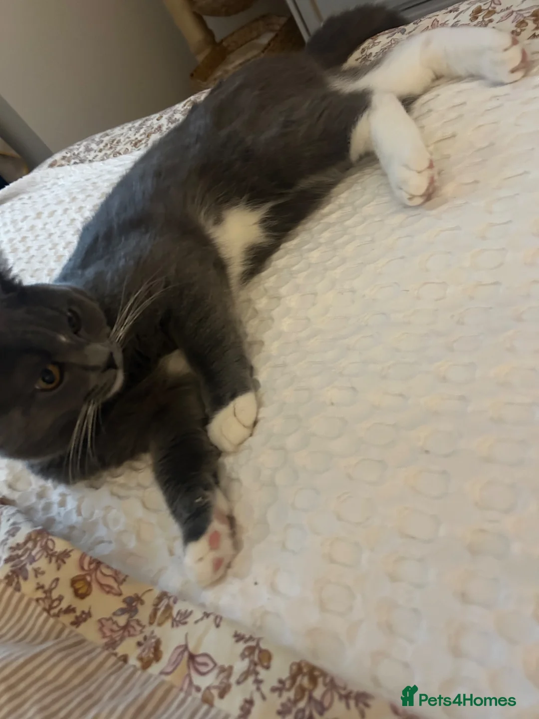 British Shorthair cats for sale: British short hair Oreo  - Advert 2