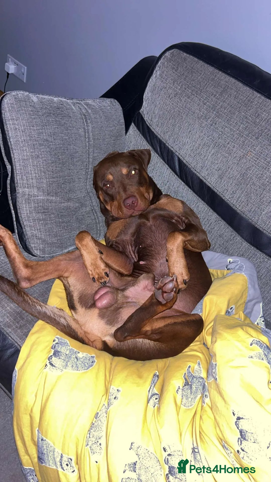 Mixed Breed dogs for sale: Doberman cross staff  - Advert 10