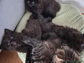 Siberian cats 6 beautiful Siberians kittens - Advert 7