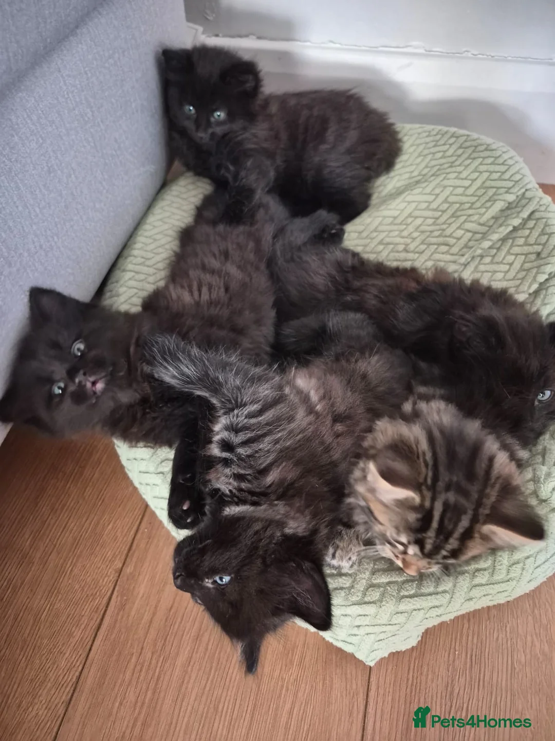 Siberian cats for sale: 1 beautiful Siberian left !!! - Advert 3