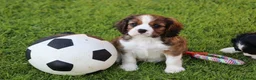 Mixed Breed dogs for sale: Playful Pugalier puppies for sale!  - Advert 32