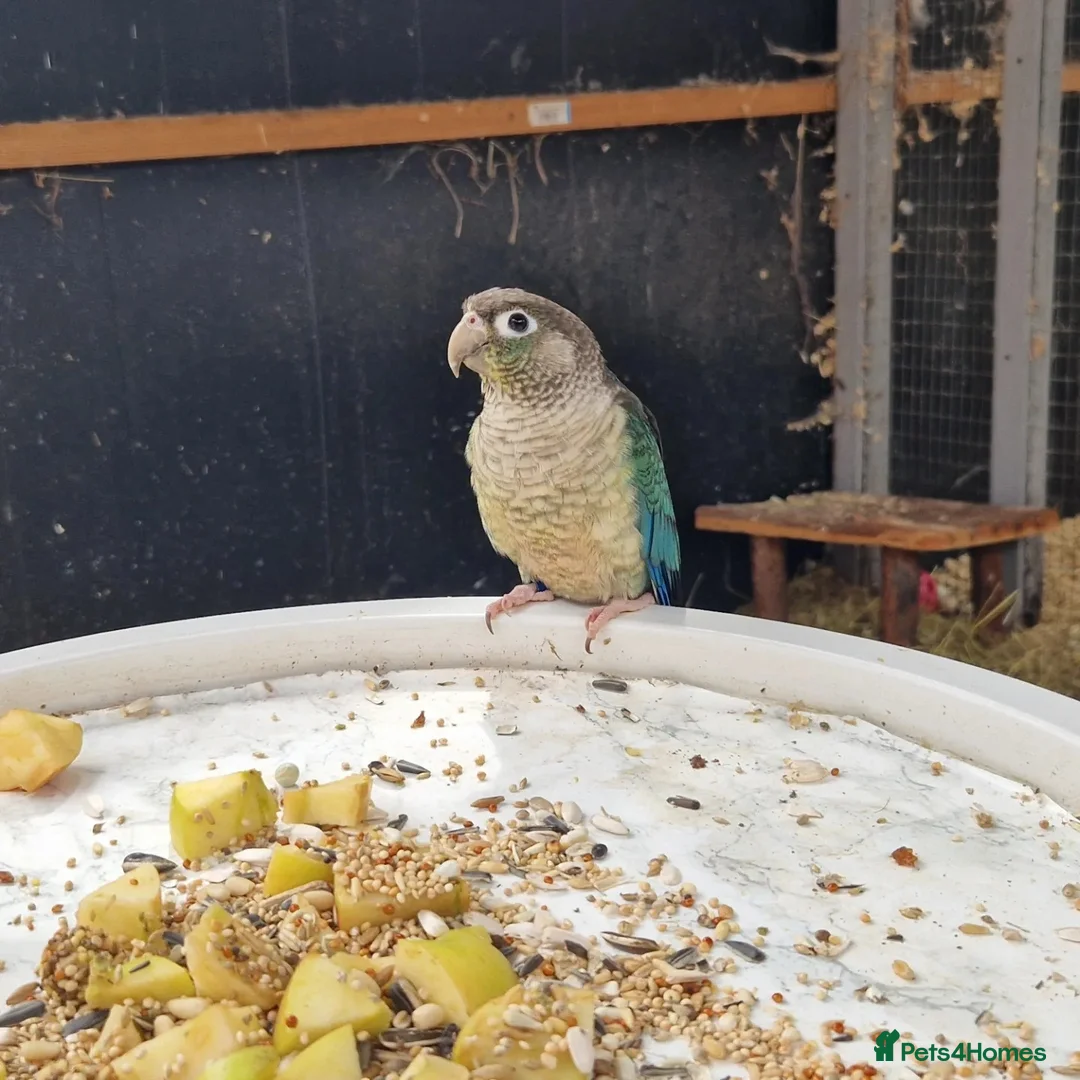 Conures birds for sale: green cheek conures for sale - Advert 5