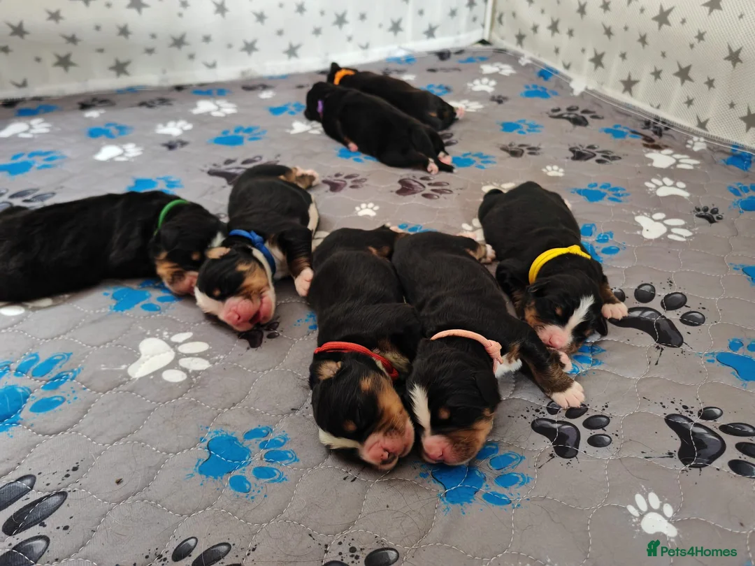Bernese Mountain Dog dogs for sale: KC Registered Bernese Mounrain Dog Puppies - Advert 1