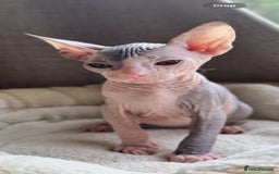 Sphynx cats for sale: Donskoy Sphynx Kittens - Image 35