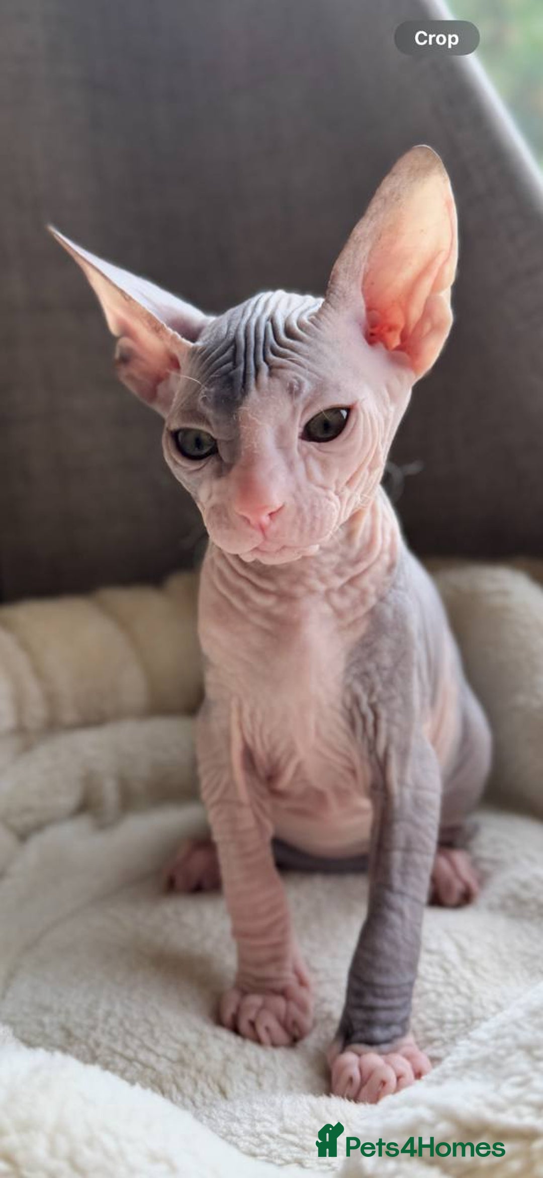 Sphynx cats for sale: Donskoy Sphynx Kittens - Image 35