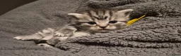 British Shorthair cats for sale: Silver tabby british short hair kittens in Mansfield - Advert 3