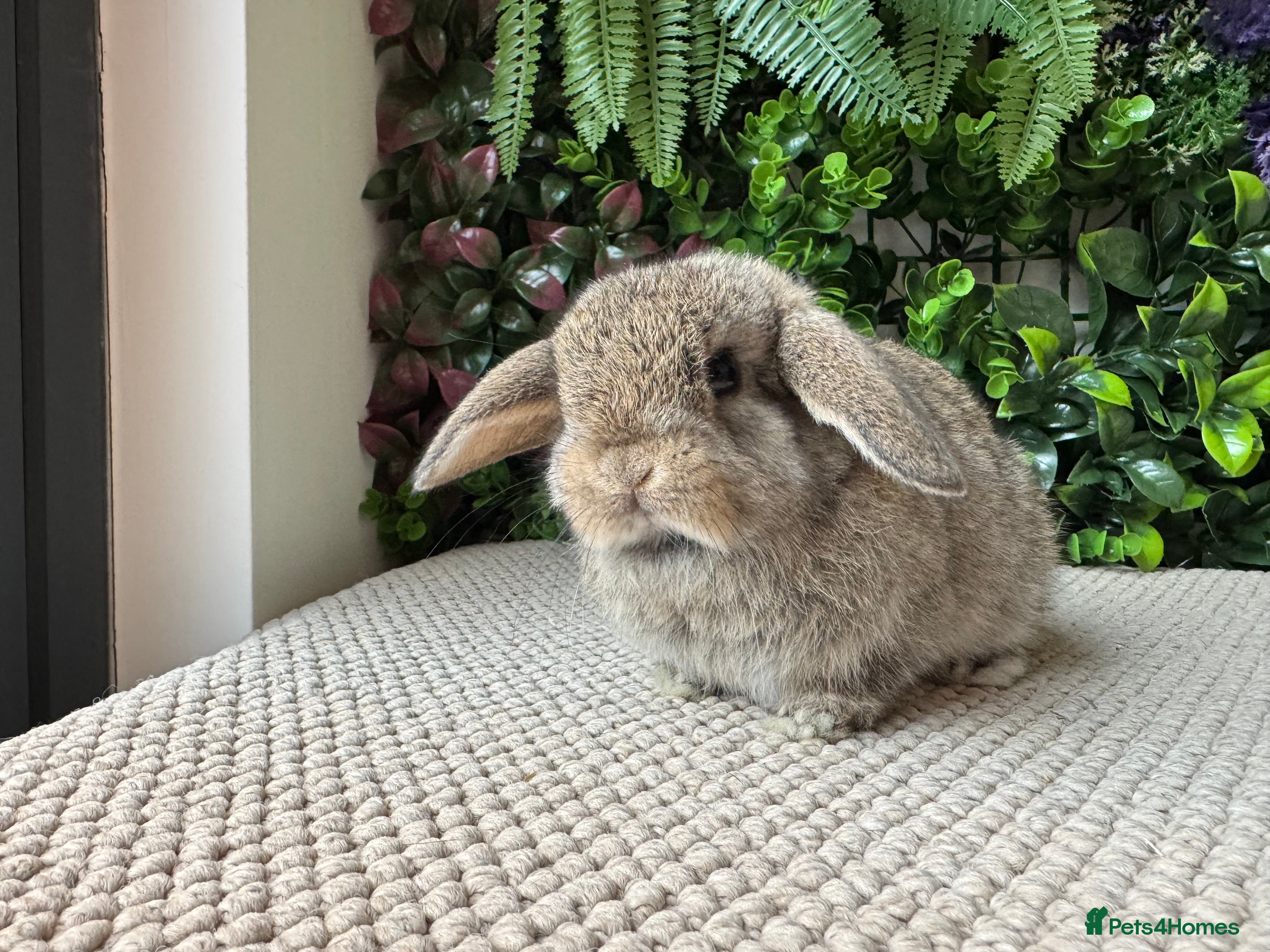Mini Lop rabbits Mini lops 3 left to reserve - Advert 2