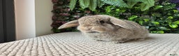 Mini Lop rabbits for sale: Mini lops 3 left to reserve - Advert 1