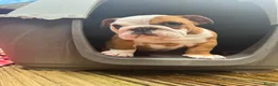 English Bulldog dogs for sale: Beautifully bred English bulldogs  - Advert 6
