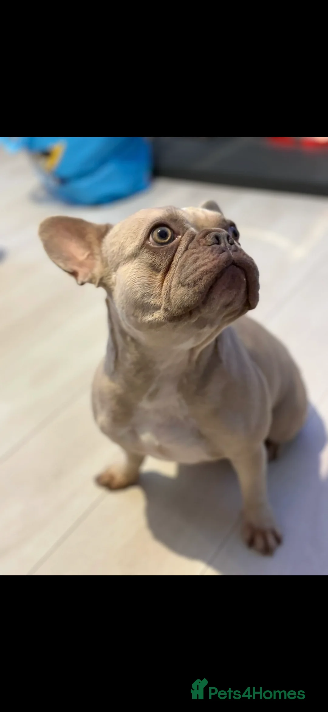 French Bulldog dogs for sale: French Bulldog Adoption - Advert 8