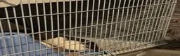 Rat rodents for sale: 4 male rats for adoption.(Cage included plus more) - Advert 21