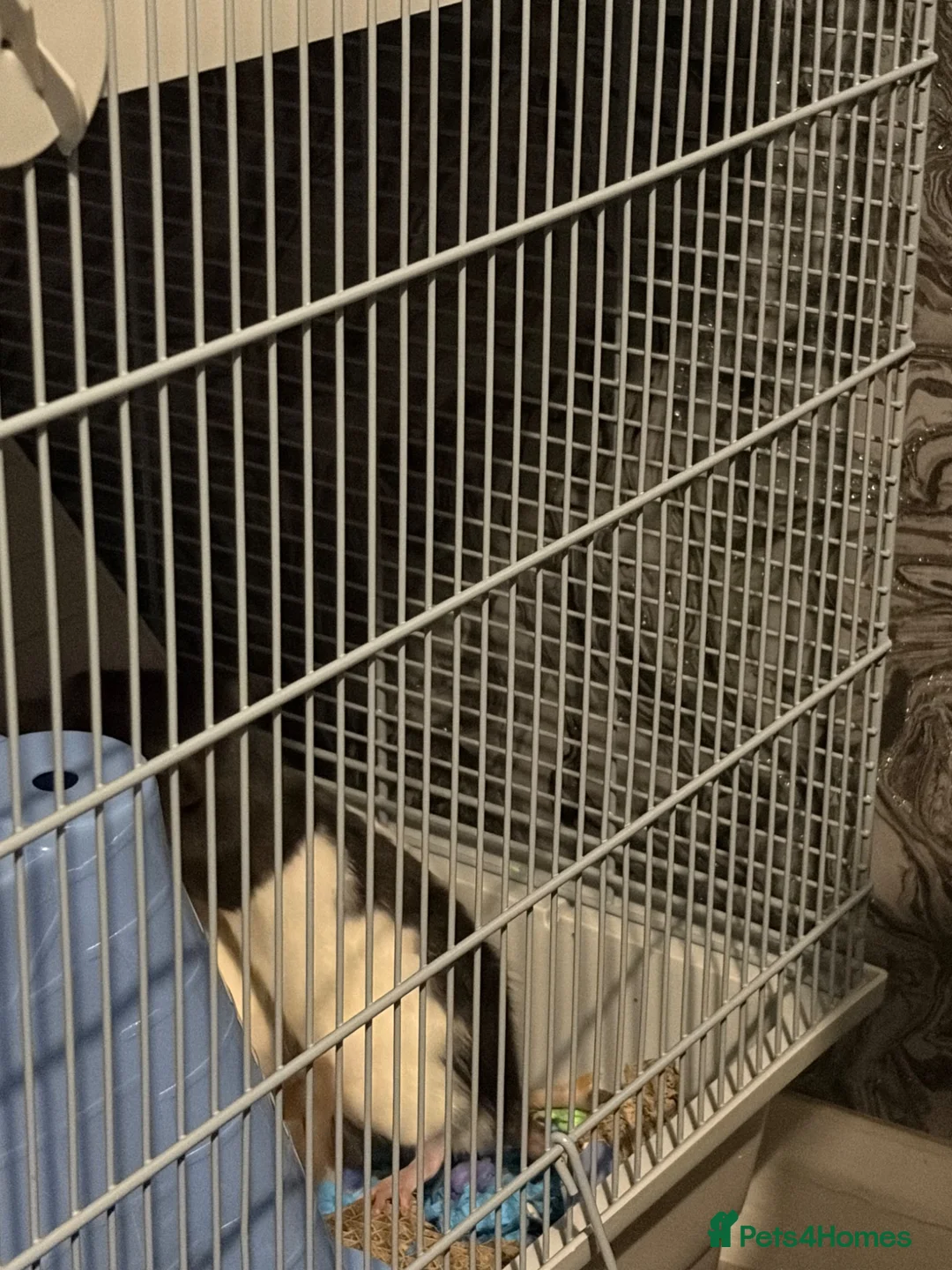 Rat rodents for sale: 4 male rats for adoption.(Cage included plus more) - Advert 21