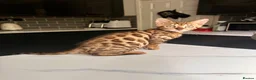 Bengal cats for sale: 2 bengal tiger  cubs for sale  - Advert 17