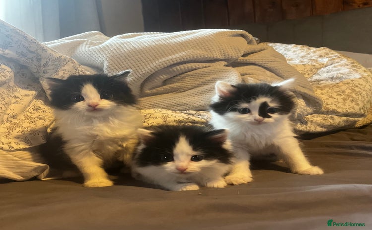 Mixed Breed cats - Advert 14
