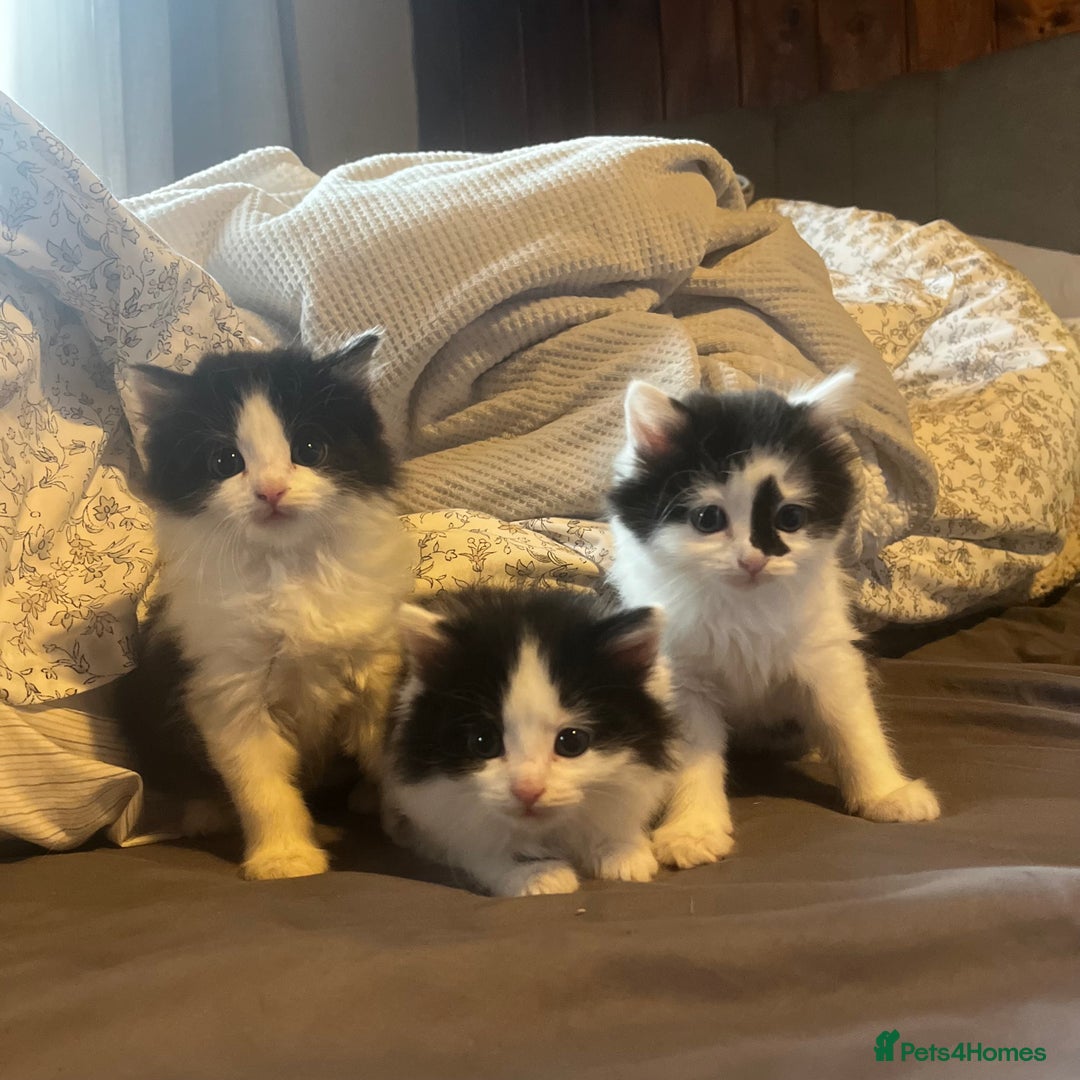 Mixed Breed cats for sale: 4 beautiful black and white kittens for sale  - Image 1