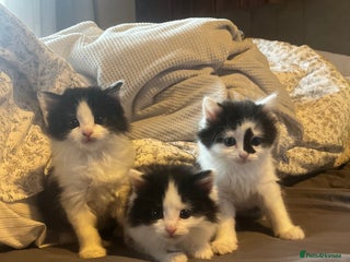 Mixed Breed cats - Advert 3