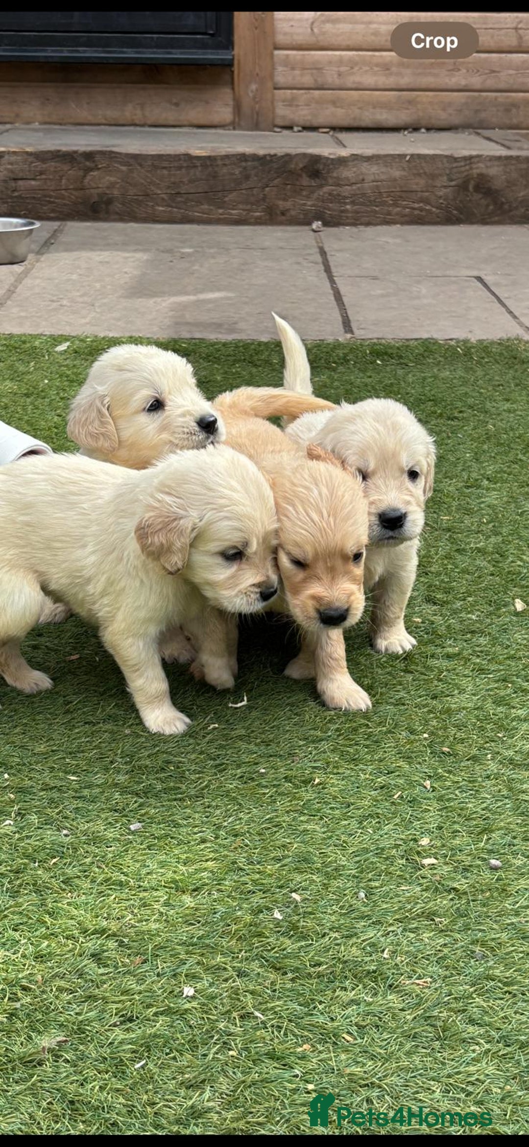 Golden Retriever dogs for sale: KC REGISTERED ®️ GOLDEN RETRIEVER PUPPIES 🐶 ❤️ - Image 21