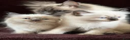 Ragdoll cats for sale: Beautiful Seal Point Kittens - Advert 1
