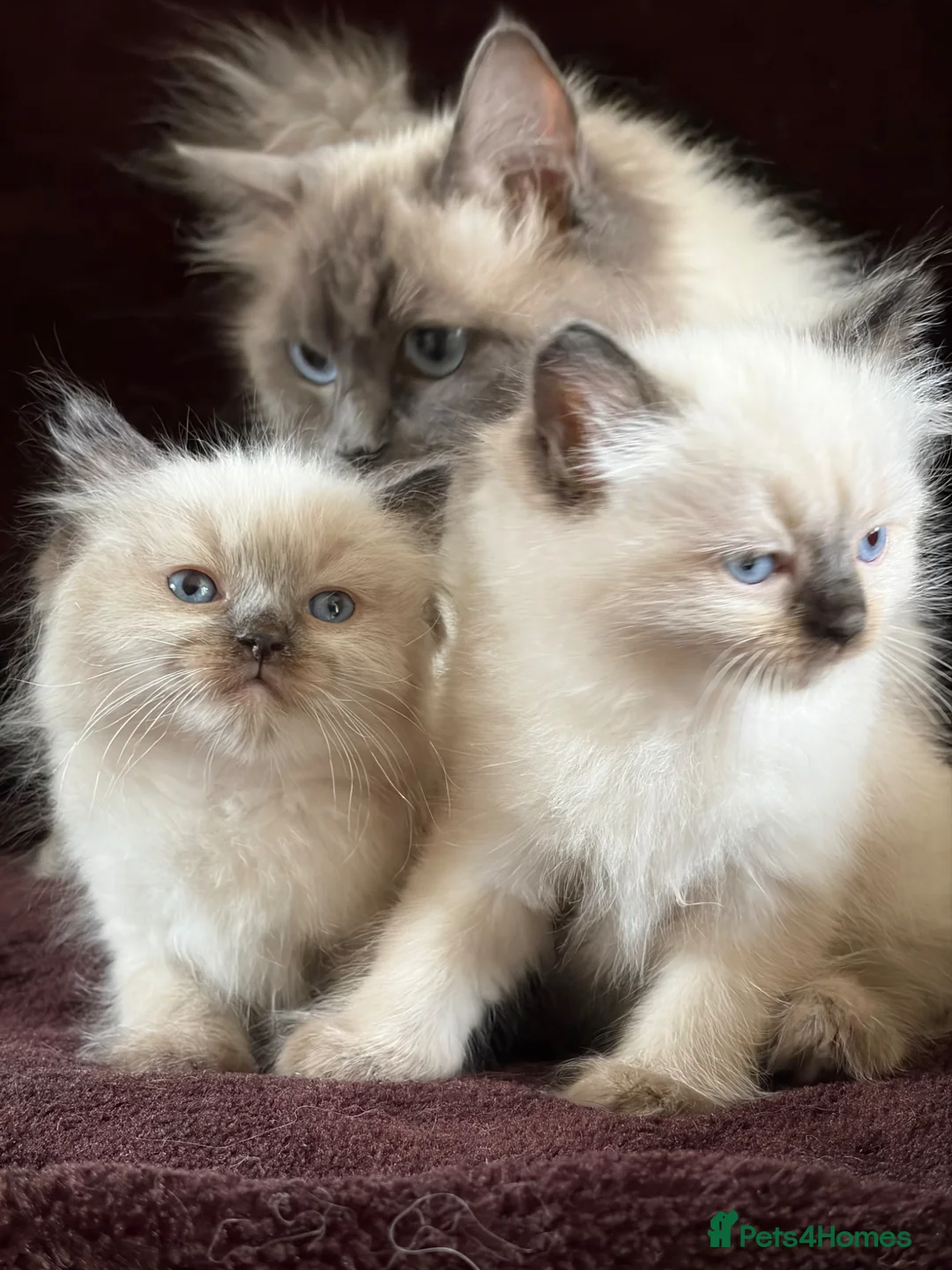Ragdoll cats for sale: Beautiful Seal Point Kittens - Advert 1