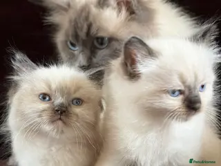 Ragdoll cats Beautiful Seal Point Kittens - Advert 4