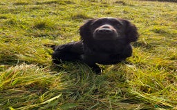 Cocker Spaniel dogs for stud: Proven Working Cocker Spaniel Stud  in Swansea - Image 5