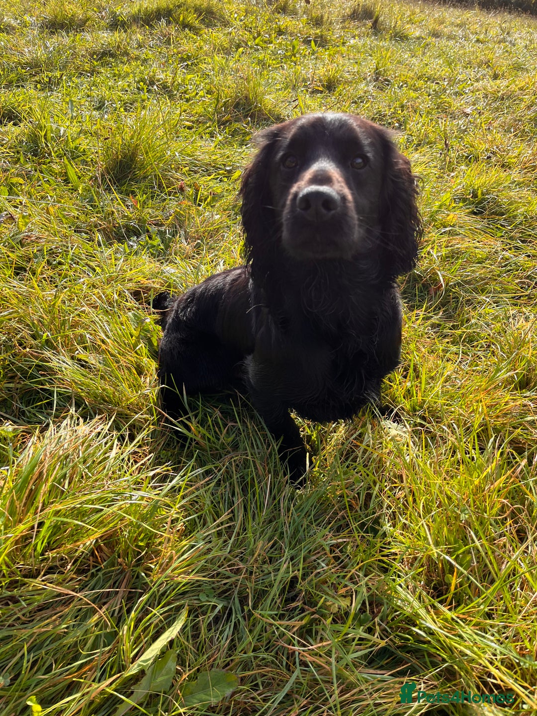 Cocker Spaniel dogs for stud: Proven Working Cocker Spaniel Stud  in Swansea - Image 5