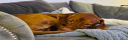 Hungarian Vizsla dogs for sale: Hungarian Vizsla Puppies due 20th of May - Advert 4