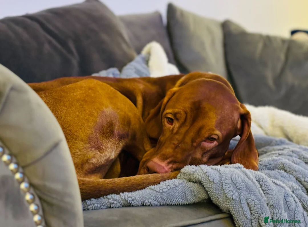 Hungarian Vizsla dogs for sale: Hungarian Vizsla Puppies due 20th of May - Advert 4