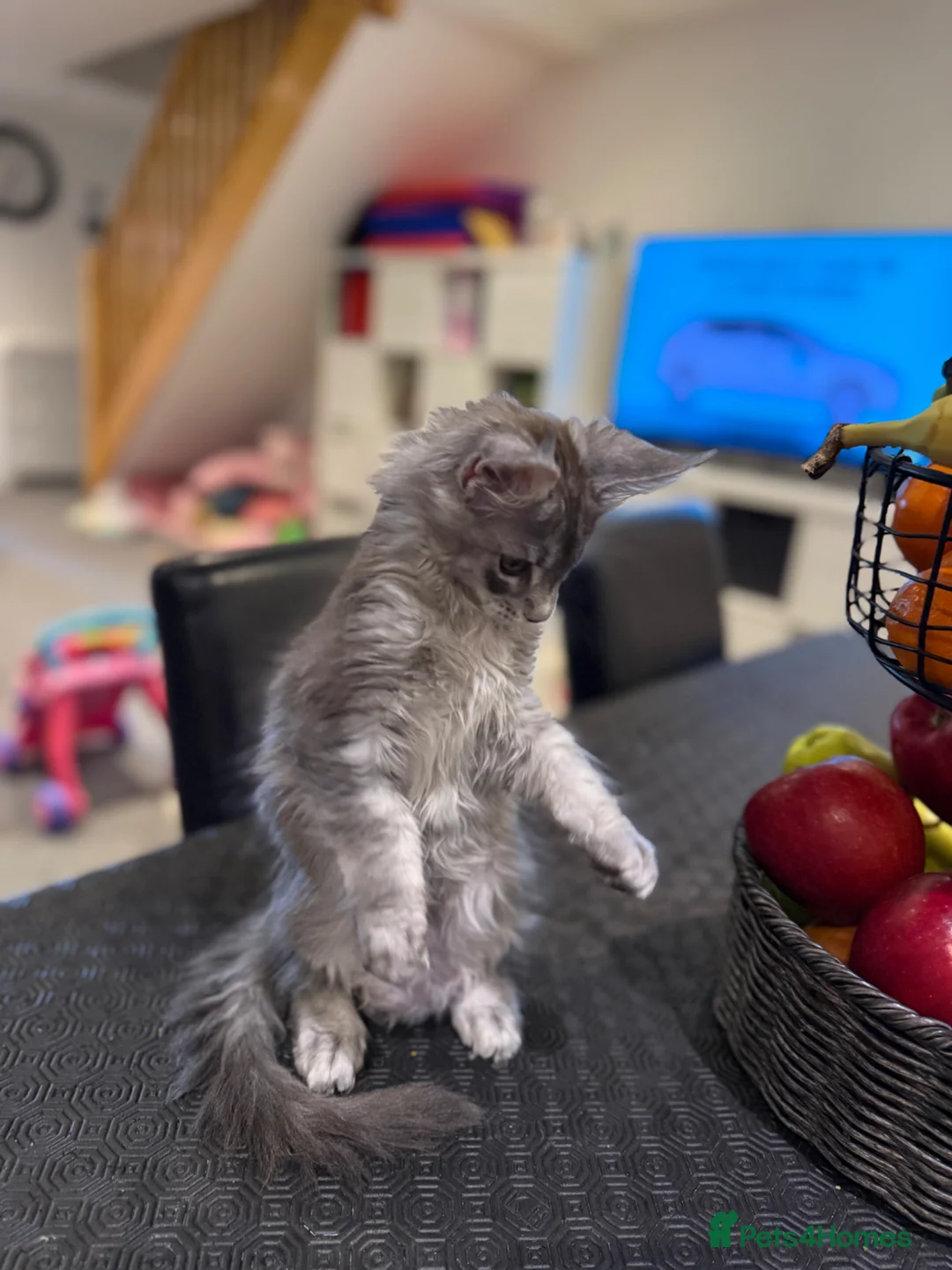 Maine Coon cats for sale: GCCF REG Blue ticked (a25 ) Tabby Female Kitten - Advert 2