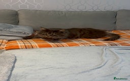 Maine Coon cats for stud: HUGE TICA Active Championship male stud - Image 13