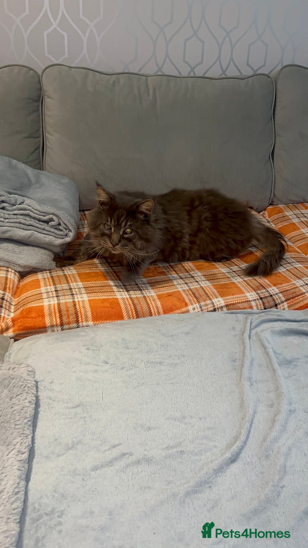 Maine Coon cats for stud: HUGE TICA Active Championship male stud - Image 13