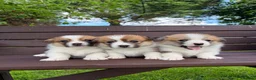 Welsh Corgi Pembroke dogs for sale:  Pembrokeshire Corgi Puppies for sale!🏡 - Advert 3