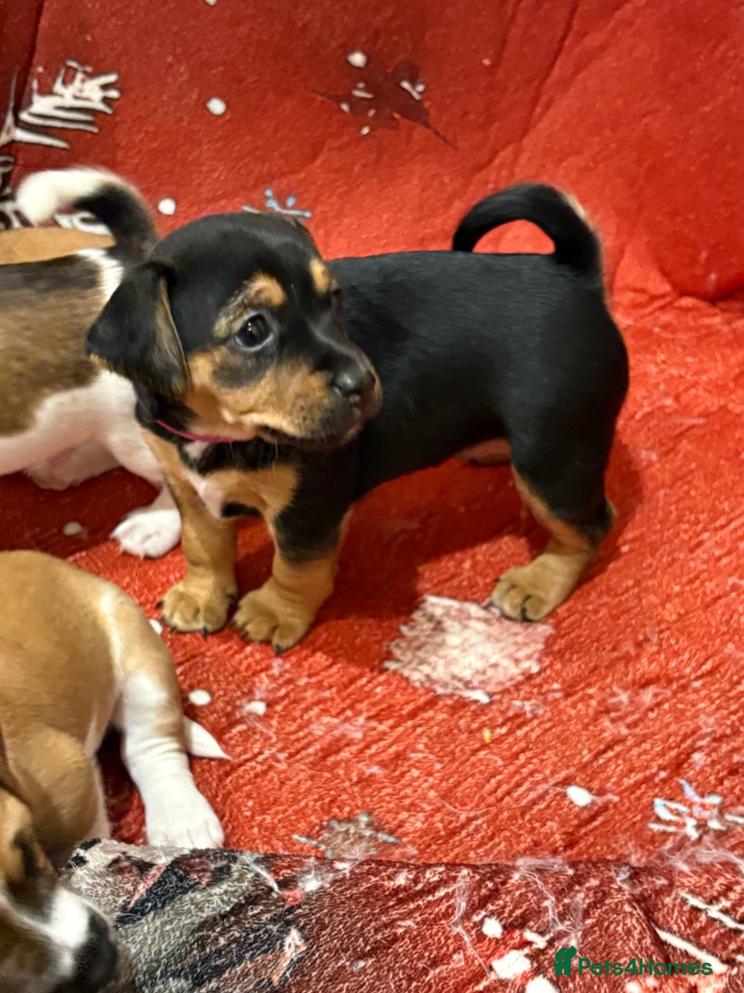 Jack Russell dogs for sale: 6 striking puppies  - Advert 15