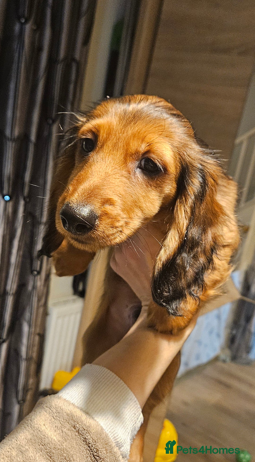 Miniature Dachshund dogs for sale: Ready now 🩵🩵🩵🩷 - Advert 26