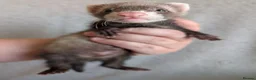 Ferret rodents for sale: Ferret kits in West Malling - Advert 4