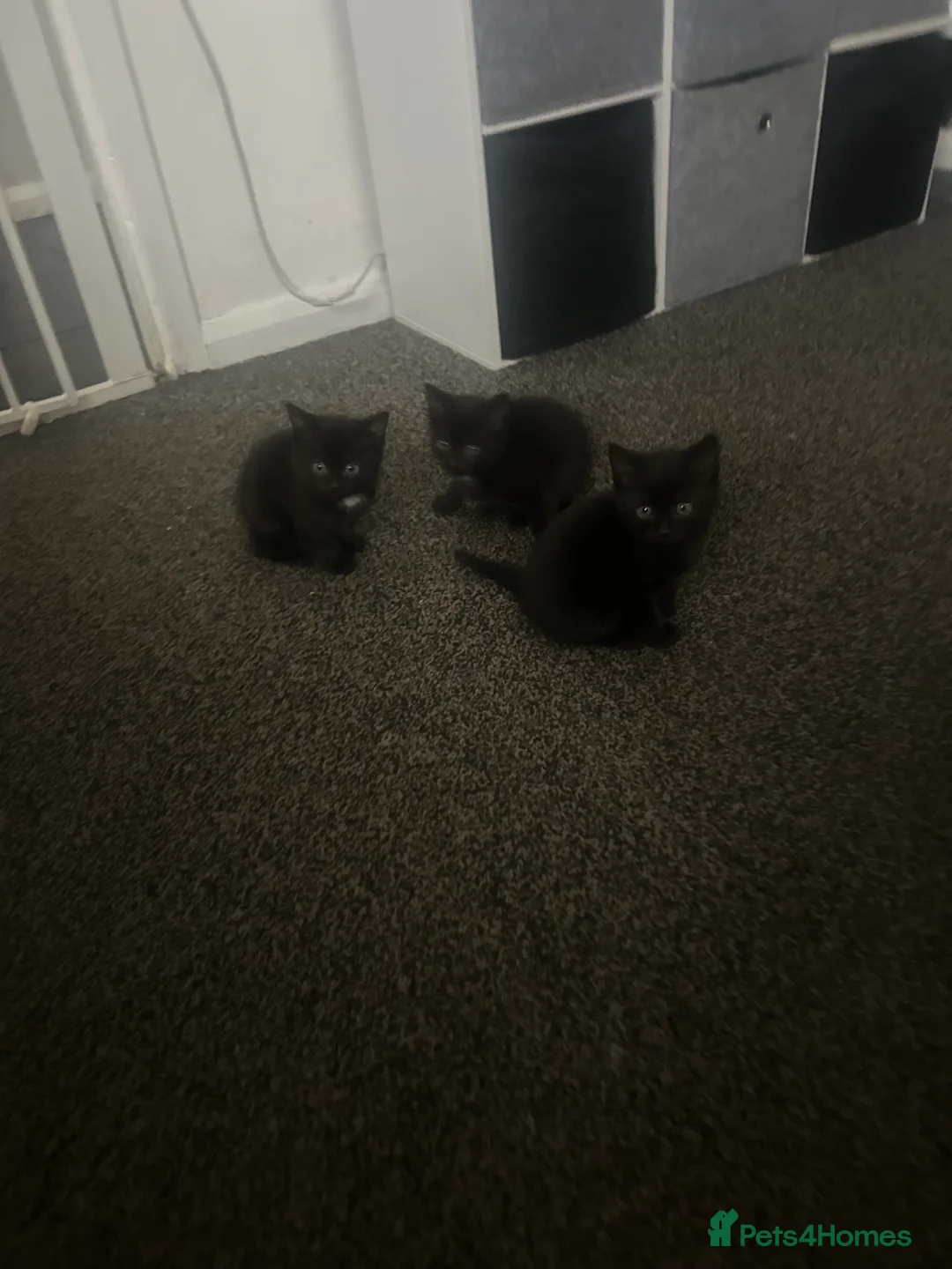 Mixed Breed cats for sale: 3 black kittens left - Advert 2