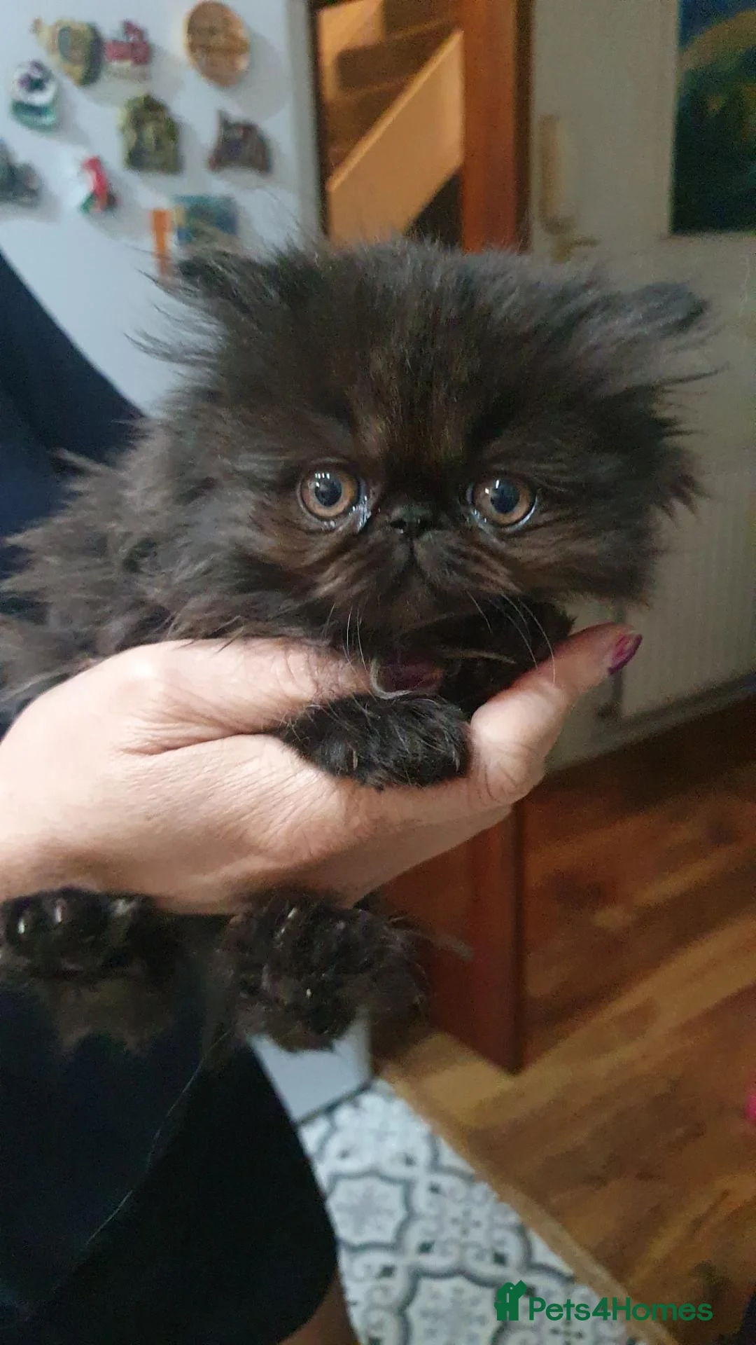 Persian cats for sale: Pure Persian boy and girl  - Advert 6