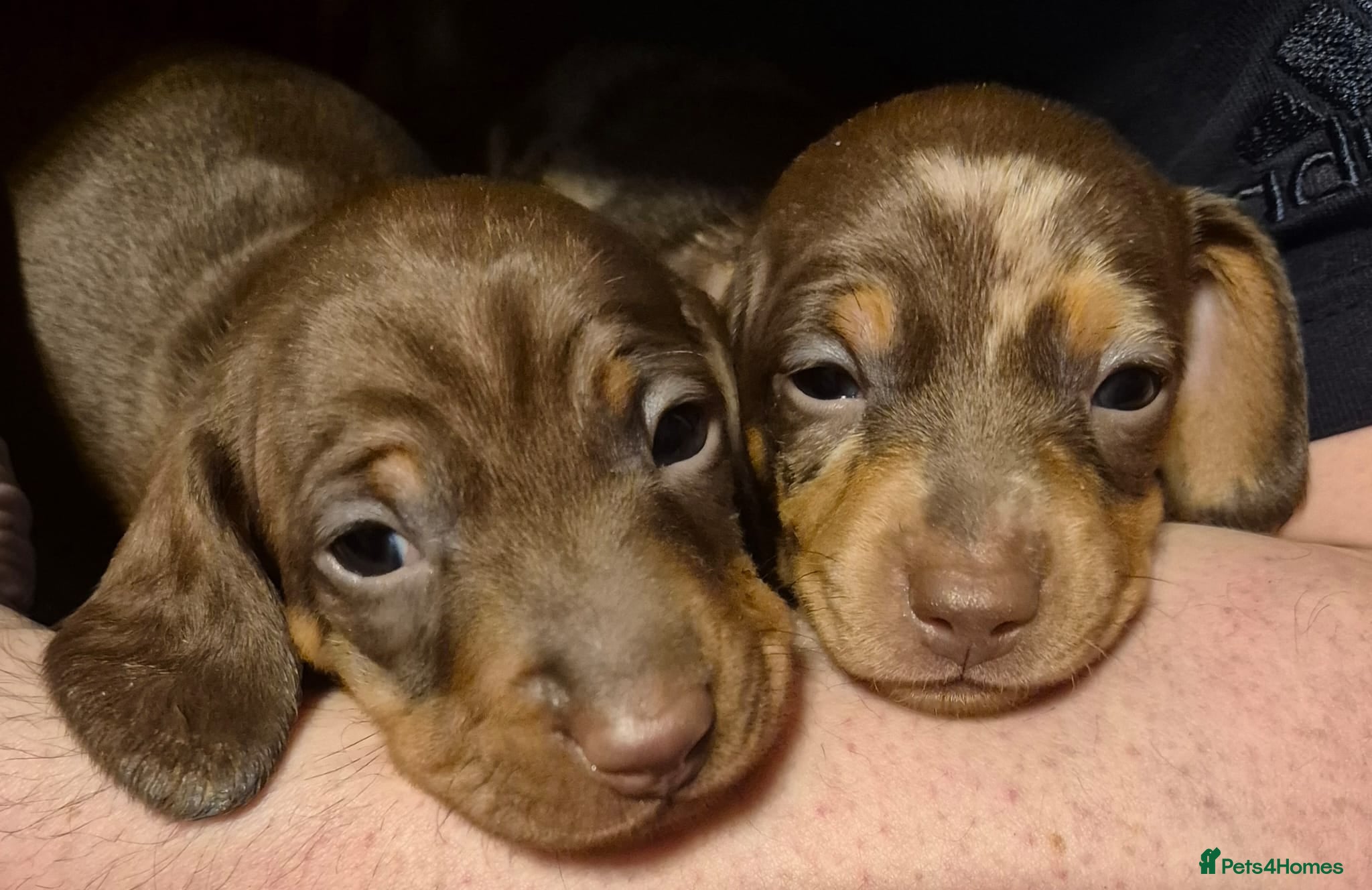 Miniature Dachshund dogs KC Miniature Dachshund Puppies last two boys left - Advert 10