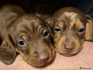 Miniature Dachshund dogs KC Miniature Dachshund Puppies last two boys left - Advert 10